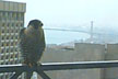 Ambassador Bridge (to Canada) in background...